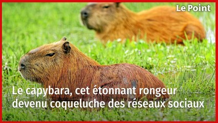 Le capybara, cet étonnant rongeur devenu la coqueluche des réseaux sociaux