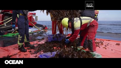 Καλλιέργεια φυκιών δίπλα σε αιολικά πάρκα στα ανοιχτά των θαλασσών: Ένα φιλόδοξο project