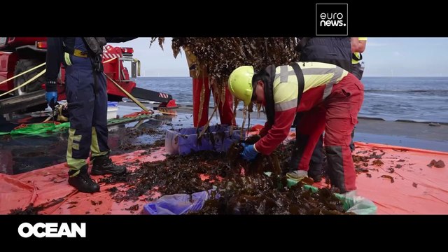 یک فضا، دو برداشت: یورونیوز از اولین مزرعه جلبک دریایی در یک نیروگاه بادی دریایی بازدید می‌کند
