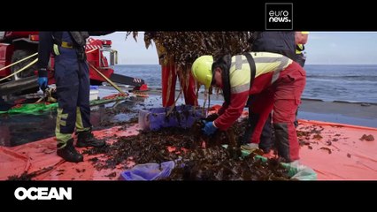 Ein Ort, doppelter Nutzen: Euronews besucht die erste Algenfarm in einem Offshore-Windpark