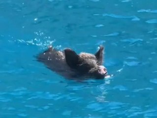 Schock im Mittelmeer: Wildschwein jagt Urlauberinnen ins Wasser 🐗