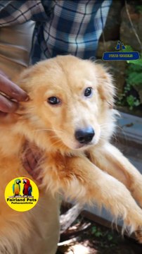 Cute Golden Retriever Puppy| ക്യൂട്ട് ഗോൾഡൻ റിട്രീവർ #petstory #dog #puppy #goldenretriever കൂടുതല്‍ വിവരങ്ങള്‍ക്ക് ഫെയർ ലാൻ്റ് പെറ്റ്സ് ,പത്തനംതിട്ട ,ഫോൺ നമ്പർ - 9544495581 / 9745382306Fairland Pets ,Near Renault Showroom ,Pathanamthitta