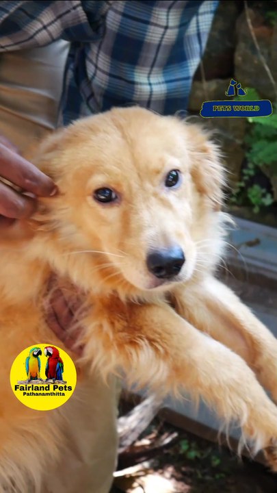 Cute Golden Retriever Puppy| ക്യൂട്ട് ഗോൾഡൻ റിട്രീവർ  #petstory  #dog #puppy #goldenretriever കൂടുതല്‍ വിവരങ്ങള്‍ക്ക് ഫെയർ ലാൻ്റ് പെറ്റ്സ് ,പത്തനംതിട്ട ,ഫോൺ നമ്പർ - 9544495581 / 9745382306Fairland Pets ,Near Renault Showroom ,Pathanamthitta