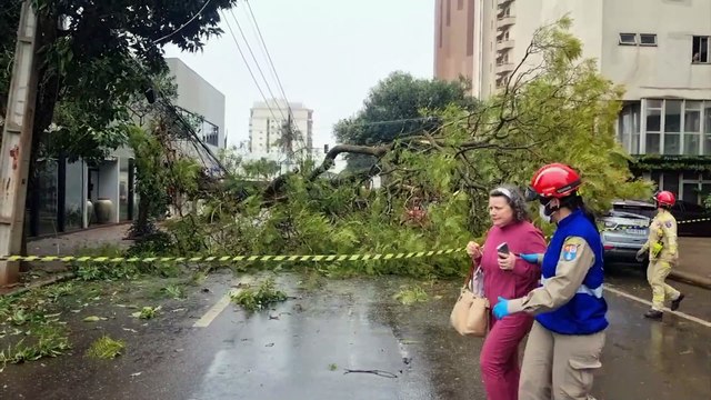 Queda de árvore derruba postes e interdita Rua Minas Gerais no Centro