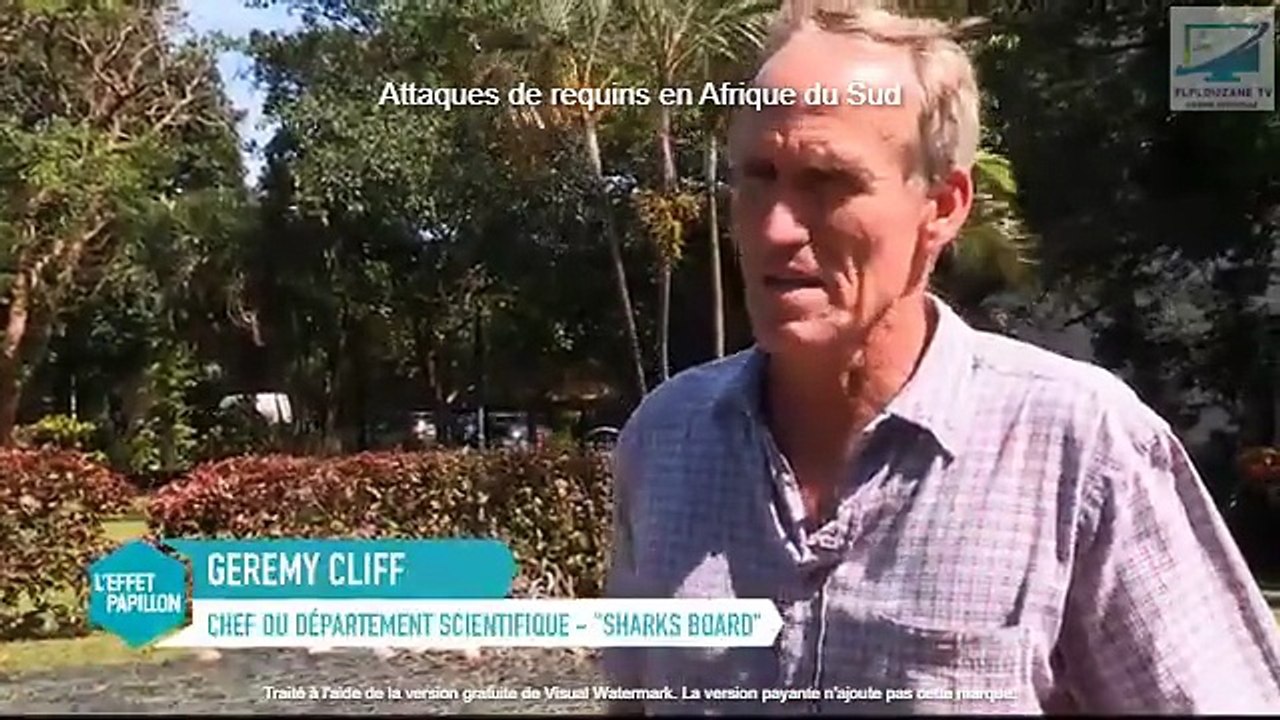 Actualités : Afrique du Sud  les requins attaquent (2015)
