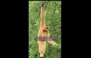 Chanee : le Gibbon, ce 