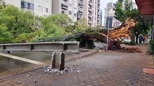 Árvore de grande porte danificou dois postes, caiu sobre três veículos e deixou 233 imóveis sem energia
