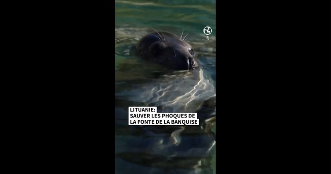 Lituanie : sauver les phoques de la fonte de la banquise