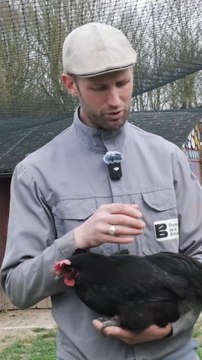 Cet éleveur de poules passionné nous dévoile l’histoire de la Noire de Janzé ! 🐔Retrouvez ce reportage complet sur notre chaîne YouTube : CotCot Club (lien en bio) 🧡