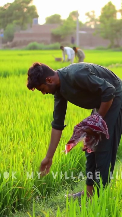 My Village Life