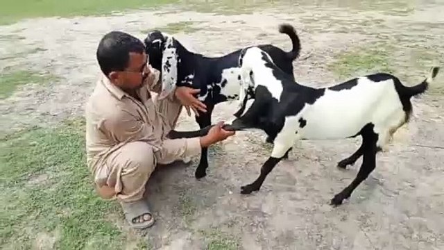 Two Beautiful 6Month-Old Goats/Healthy Goats/Active Goats/Beetal Goats/Qurbani 2026 Goats/Cute Goats