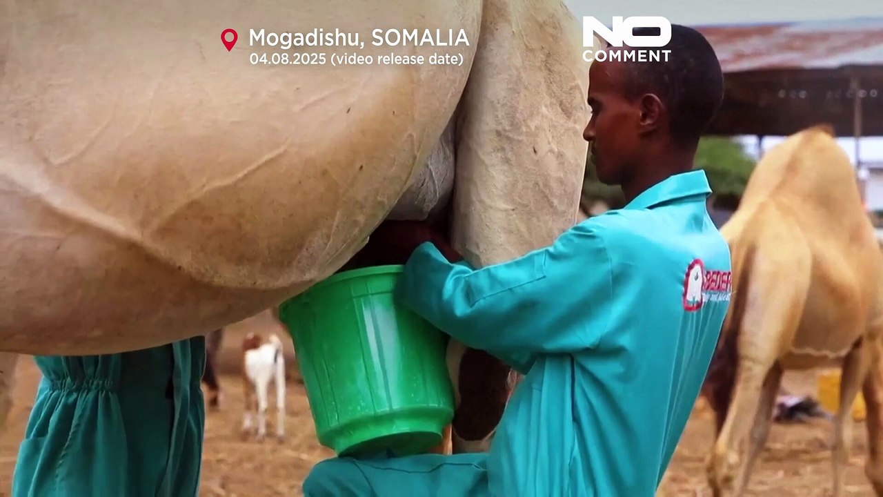 Kamelmilch-betriebe verändern somalias viehwirtschaft