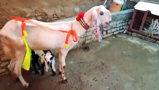 Rajanpuri Goat/Ablak Goat/Healthy Goat/Pure Breed Goat/Cute Goat/Rajanpuri Ablak Goat/Beautiful Goat