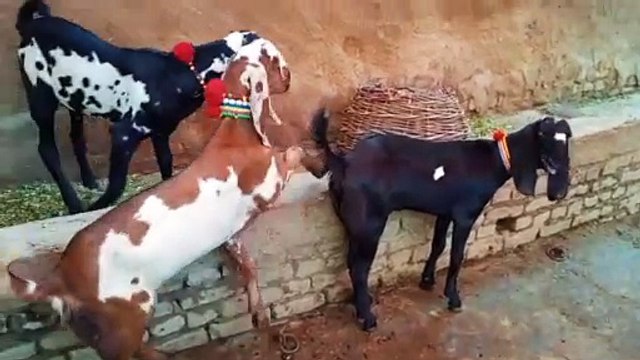 Amartasri Beetal/Pure Beetal/Healthy Goats/Cute/Beetal Goats/Active Goats/Long-ear Goats/Beautiful