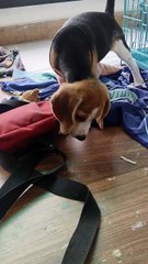 Daisy Love Shopping 🛍️