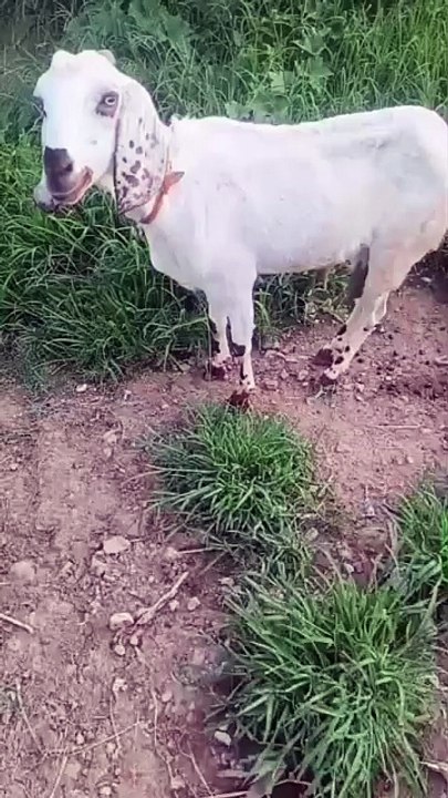 Cross-Breed Goat/Beetal Cross Goat/Goat for Milk/Pragnent Goat/White Goat/Goat in Islamabad/Cute