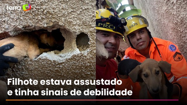 Cachorrinho é resgatado após passar dois dias preso entre muros em Minas Gerais