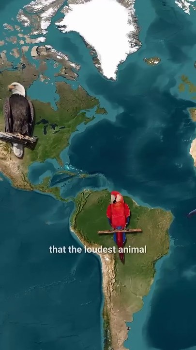 Loudest Animal on Earth 😱 Shakes the Ocean 💥 The Pistol Shrimp 🦐