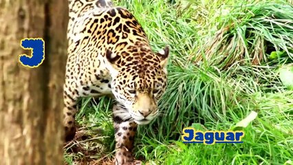 Real Wildlife ABCs  Real Animals Alphabet Song for Kids  Learn #abcd #animals #kids #funlearning