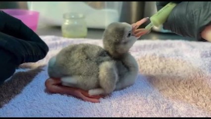 "Effetto Rosa": Zoomarine annuncia la nascita di due fenicotteri minori