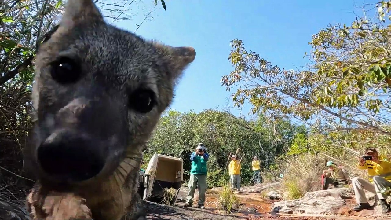PRENSA - LIBERACION DE ANIMALES