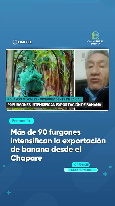 Más de 90 furgones intensifican la exportación de banana desde el Chapare