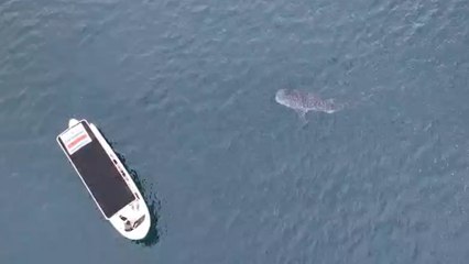 tn7-Video: Turistas en Golfo Dulce viven inesperado encuentro con tiburón ballena-040825