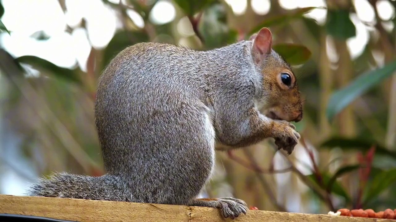 Os animais mais fofos do mundo  n•107