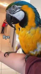 The smartest and funniest parrot behaviors in one unmissable video