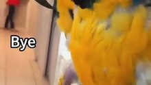 The smartest and funniest #parrot behaviors in one unmissable #video