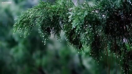 Relaxing Piano Music with Soft Rain Sounds for Stress Relief