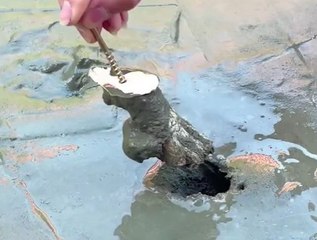 She Made Her Pet the Cutest Gift Ever!