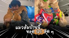แมวส้มบ้านนี้เชื่องเกินต้าน ! ชาวเน็ตแซว “หลุด QC มาหรือเปล่า !?”