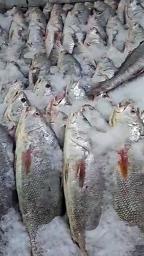 Gareeb Mahigero Ne Pakri Crore Rupay Ki Sowa Fish 🐟💰 | Samundar Ka Qeemti Shikaar #shorts
