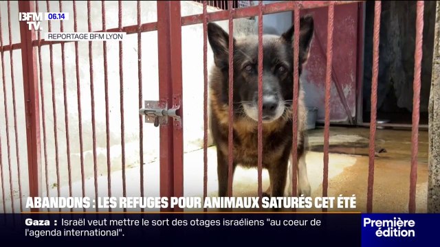 Saturés à cause des abandons en été, les refuges et la SPA appellent à la responsabilité
