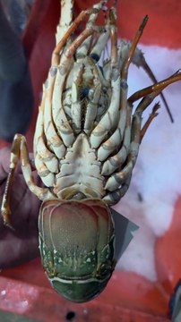 1 KG Ka Mehnga Lobster 🦞💰 | Aam Aadmi Ki Pahunch Se Bahar Samundar Ka Qeemti Khazana