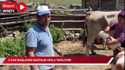 2 ilde başlayan hastalık hızla yayılıyor! Türkiye büyük bir tehlikeyle karşı karşıya