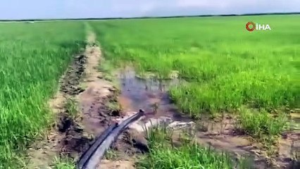 Balıkesir'de Gönen Ovası'nda çeltik tarlaları susuz kaldı