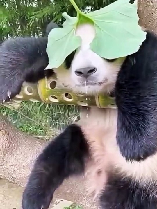 Clever panda