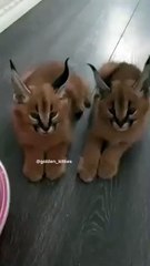 baby caracals