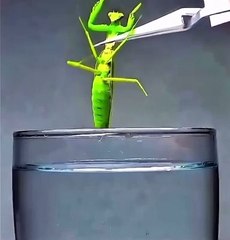 Submerging a praying mantis in water reveals its hidden parasites
