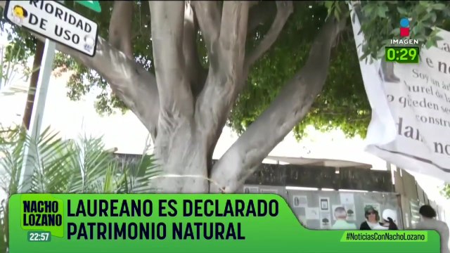 Reconocen como Patrimonio Natural de la CDMX al árbol “Laureano”