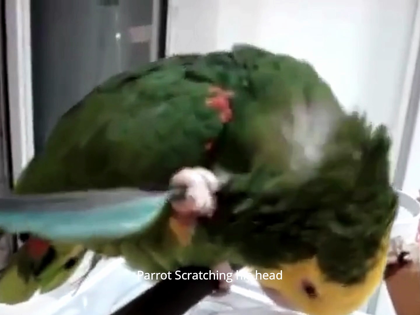 Parrot Scratching his head