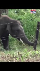 La inteligencia de este elefante al burlar una valla eléctrica deja a todos asombrados