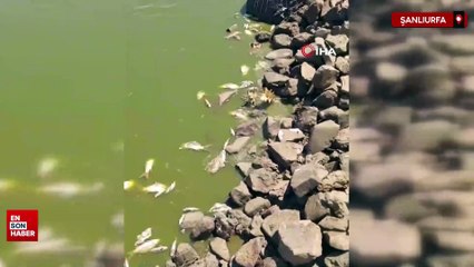 Siverek’te gölette su çekildi, çok sayıda balık telef oldu