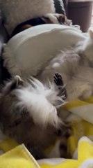 Playful Raccoon Can't Resist Cat's Fluffy Tail