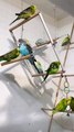 New toys added in budgies colony ❣️ _parrotsoftiktok _EM_Aviary _parrotslover _parrot _JahanFansWahanStadium _parrotsoftiktok _budgies _exibitionparrot(MP4)