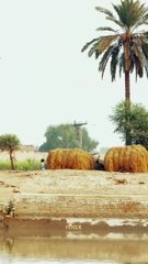 My Village Video ❤ #maxrecords #villagelife #larkana #sindh #pakistan