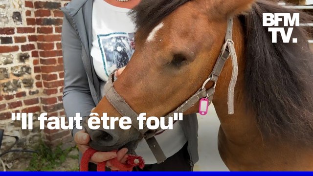 Des chevaux retrouvés mutilés en Normandie après une nouvelle série d'attaques