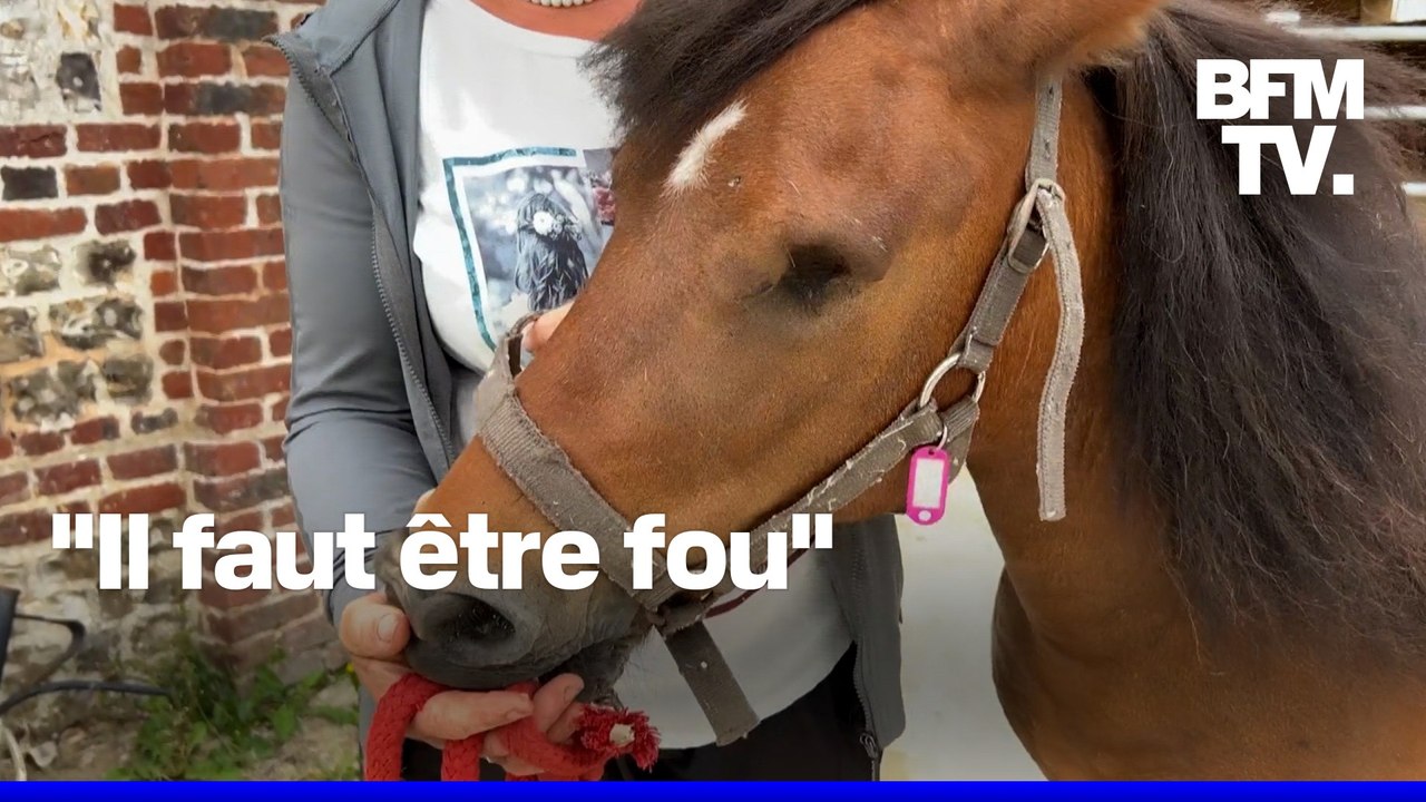 Des chevaux retrouvés mutilés en Normandie après une nouvelle série d'attaques